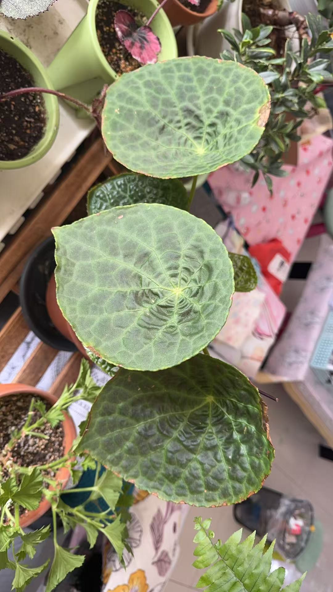 福寿秋海棠