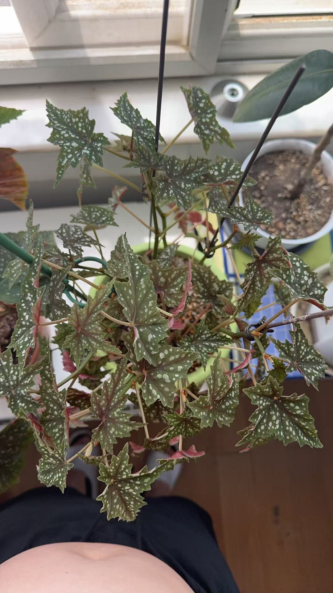 初云竹节秋海棠