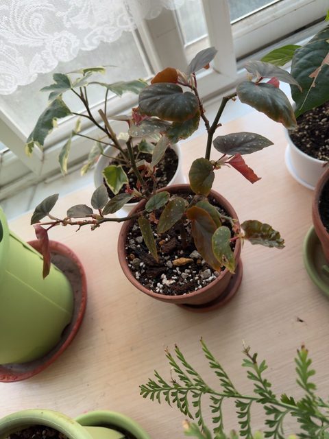 我家的梁山伯