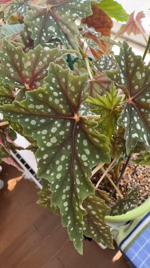初云竹节秋海棠