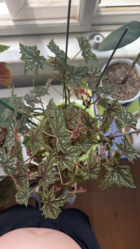 初云竹节秋海棠