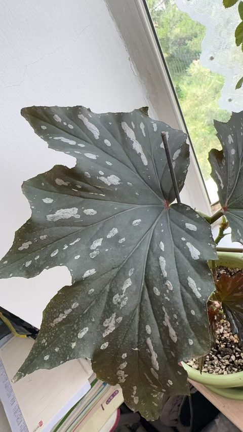 苏菲竹节秋海棠