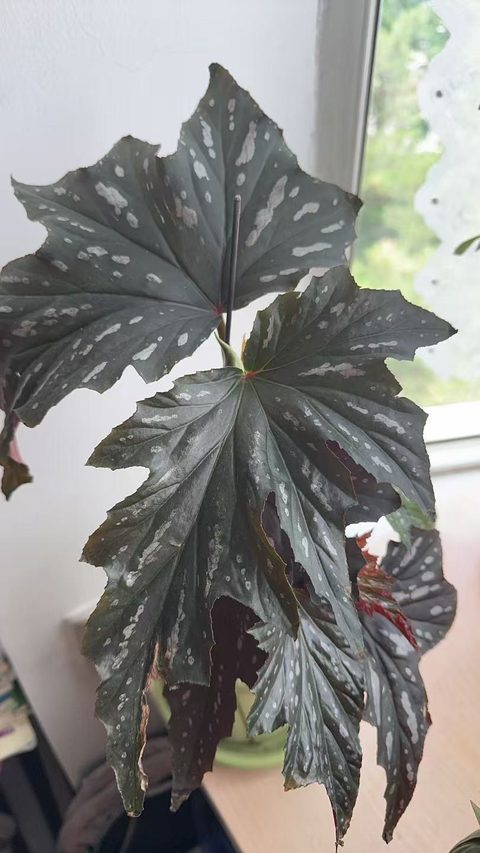 苏菲竹节秋海棠